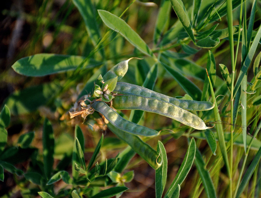 Image of Thermopsis lanceolata specimen.