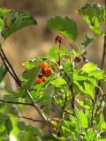 Crataegus korolkowii. Ветка со зрелыми плодами, частично пораженными Gymnosporangium. Казахстан, Туркестанская (Южно-Казахстанская) обл., Тюлькубасский р-н, южные окр. с. Жабаглы, государственный природный заповедник \"Аксу-Джабаглы\"; Западный Тянь-Шань, северный макросклон хр. Таласский Алатау, ущелье Талды-Булак; в составе светлого фруктового тугая, вдоль галереи Malus sieversii, выс. 1350 м н.у.м. 24 августа 2018 г.