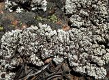 Lobothallia alphoplaca