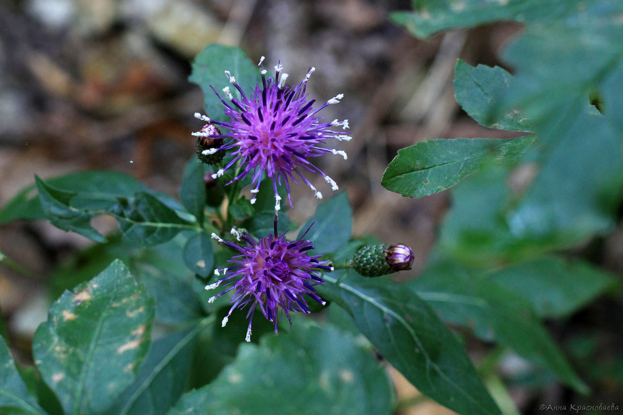 Image of Klasea quinquefolia specimen.