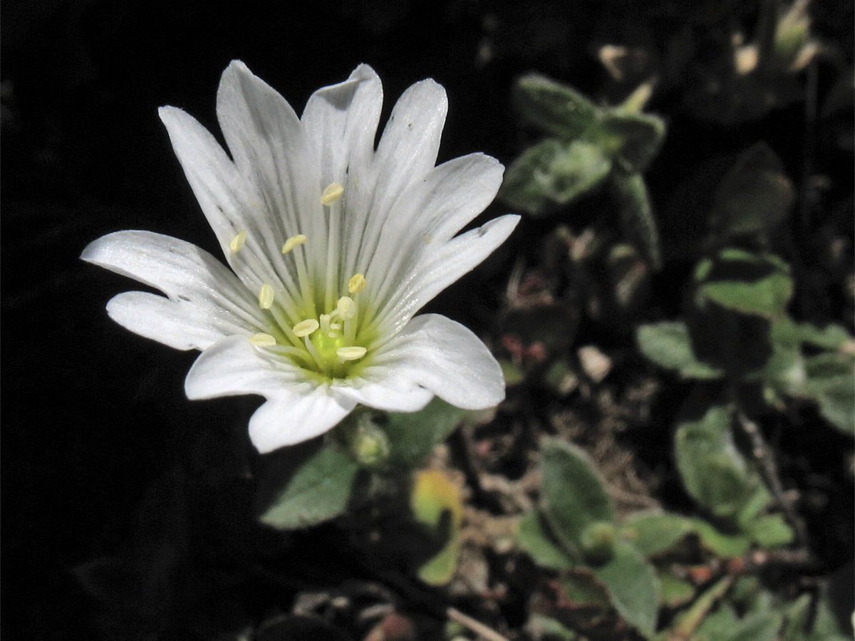 Изображение особи Cerastium eriophorum.