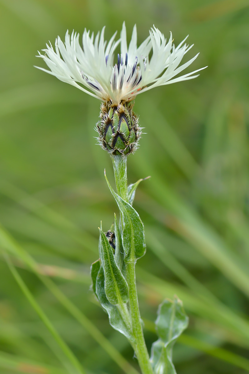 Изображение особи Centaurea cheiranthifolia.