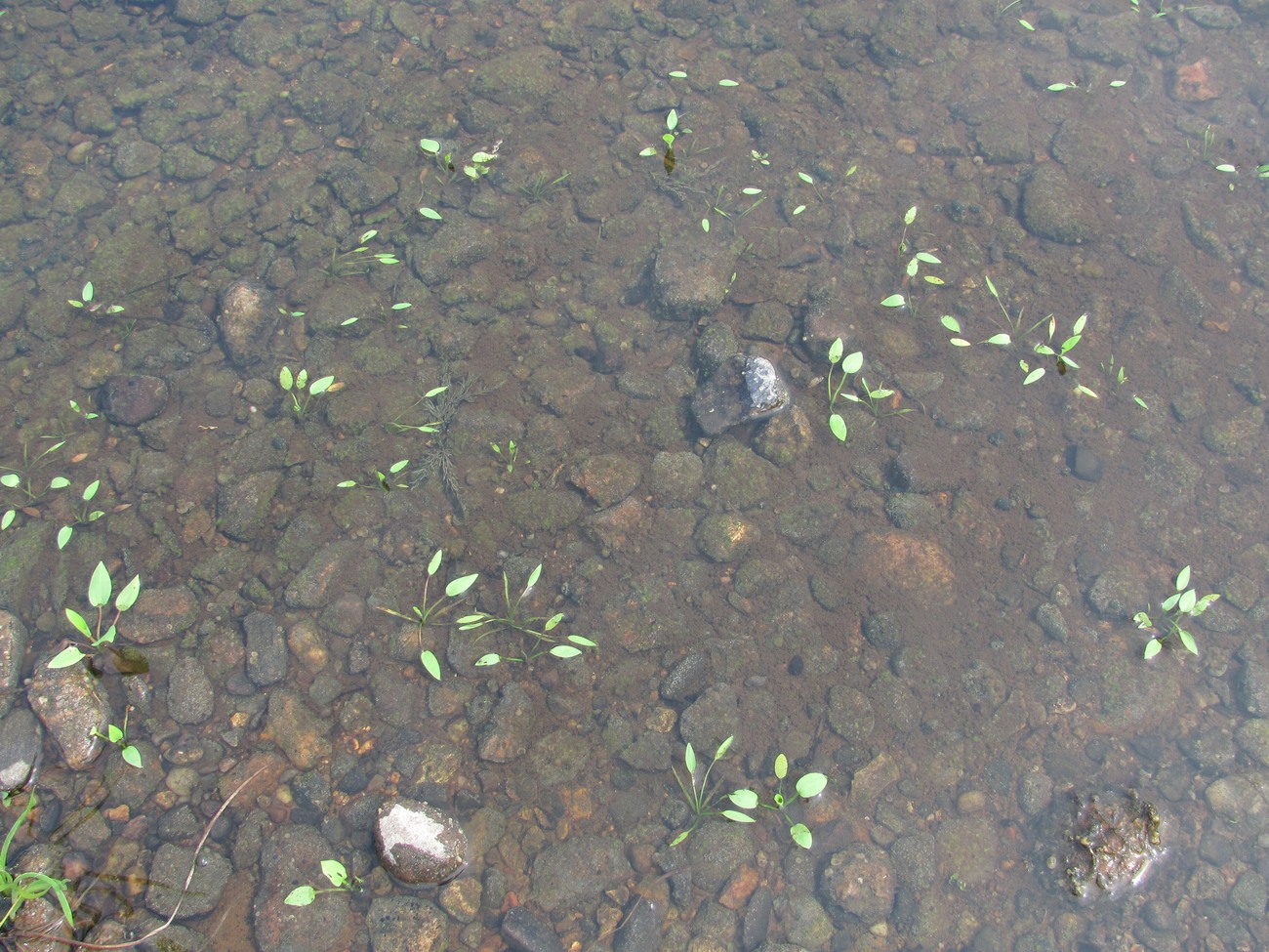 Image of Alisma plantago-aquatica specimen.
