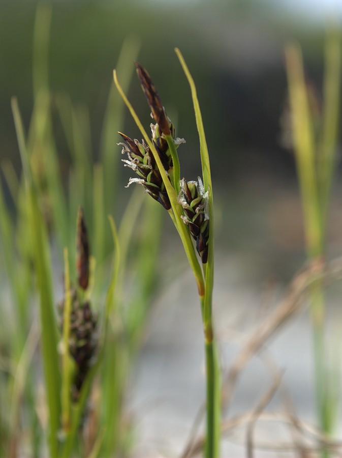 Image of Carex rariflora specimen.