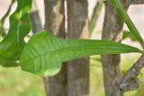 Plumeria pudica. Лист. Танзания, автономия Занзибар, о-в Унгуджа, Central South Region, курорт Kiwengwa, территория гостиницы. 30.10.2018.