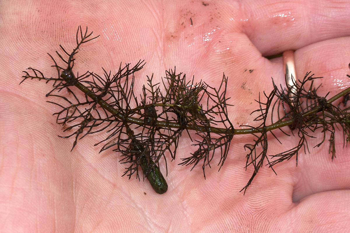 Image of Myriophyllum sibiricum specimen.