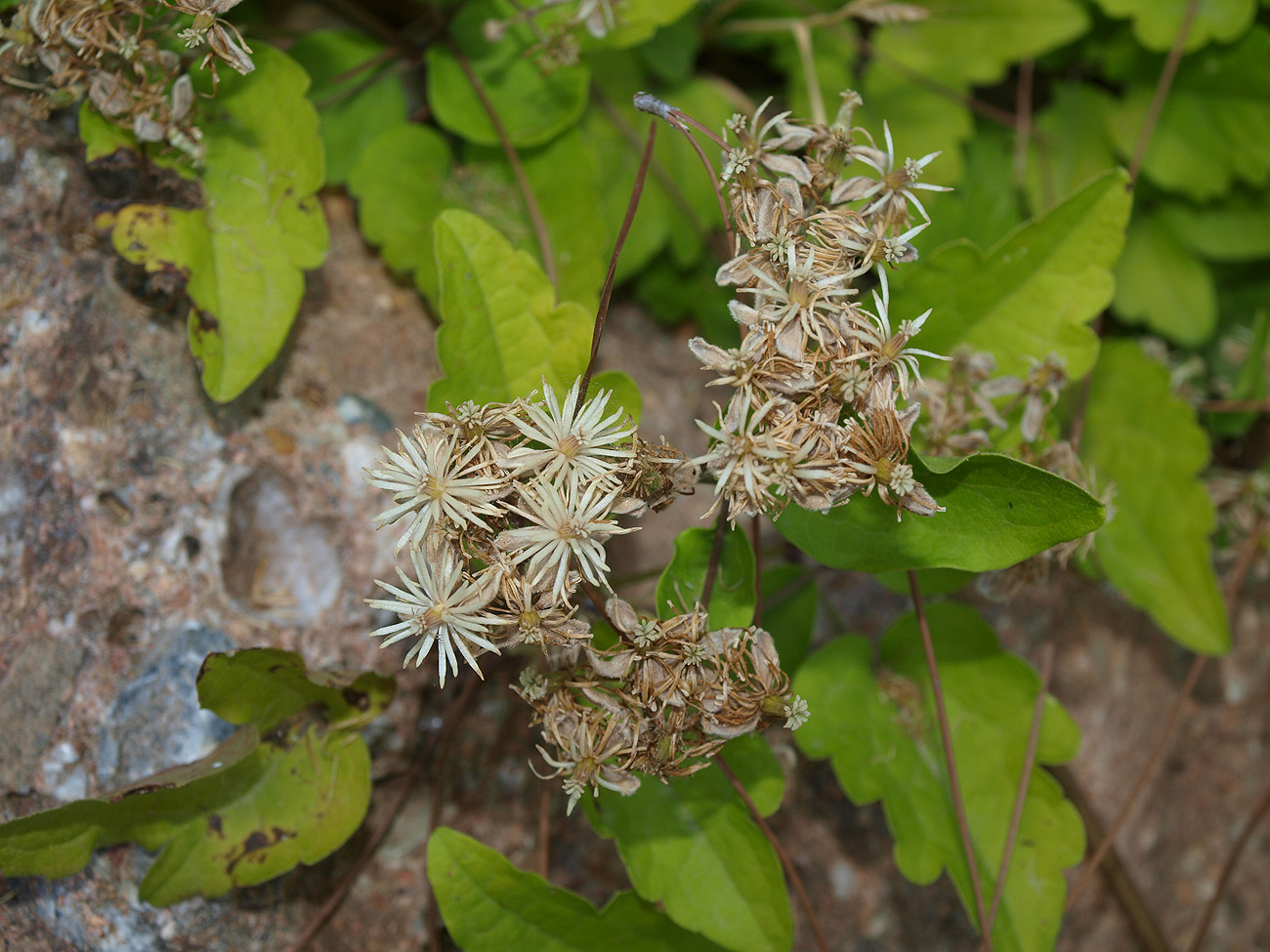 Image of Clematis vitalba specimen.