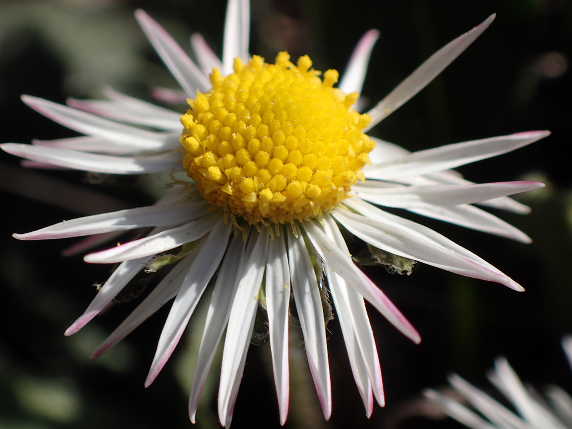 Image of Bellis sylvestris specimen.