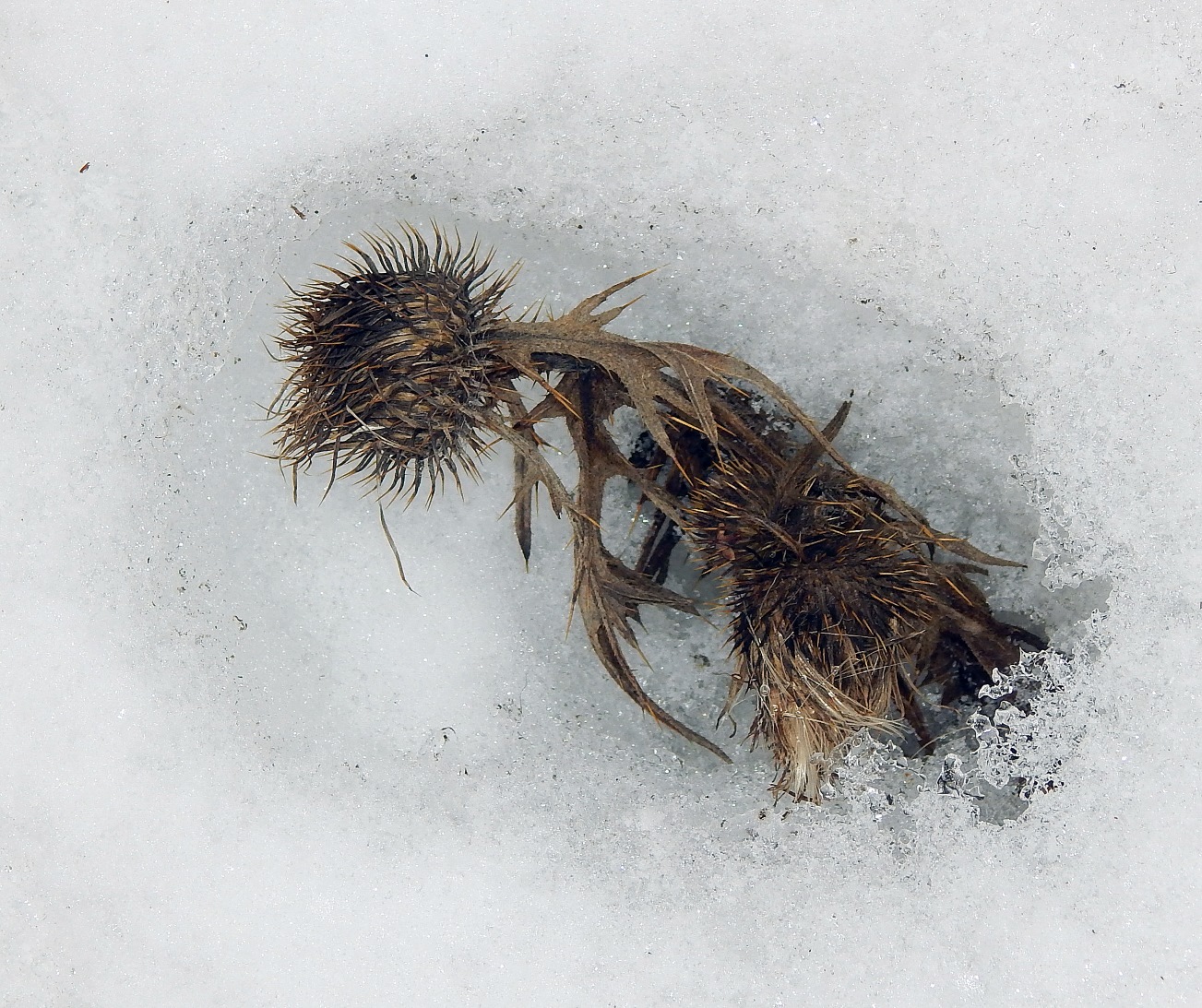 Image of Cirsium vulgare specimen.