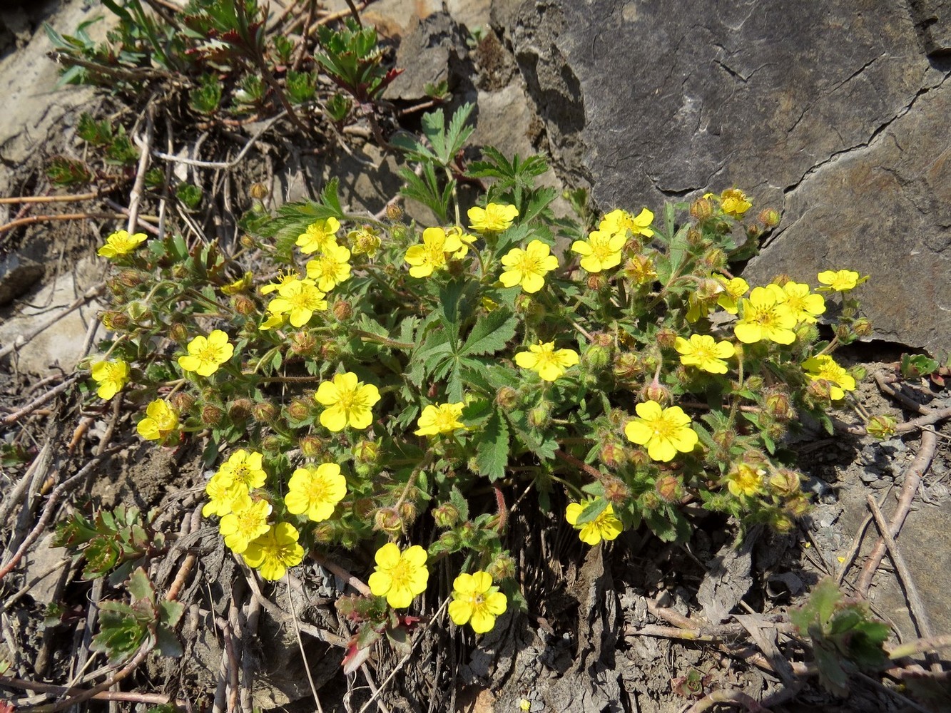 Изображение особи Potentilla humifusa.