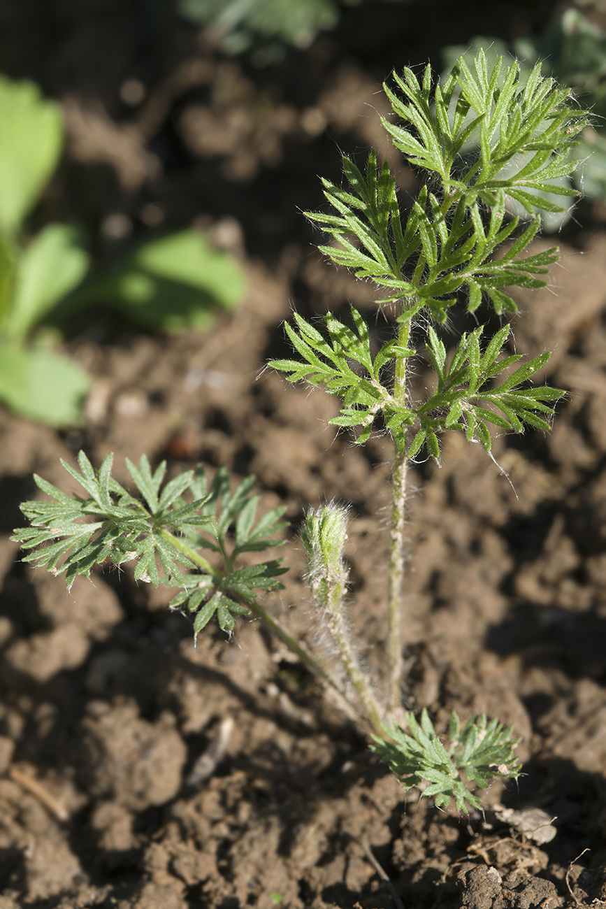 Image of Pulsatilla albana specimen.