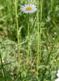 Leucanthemum vulgare