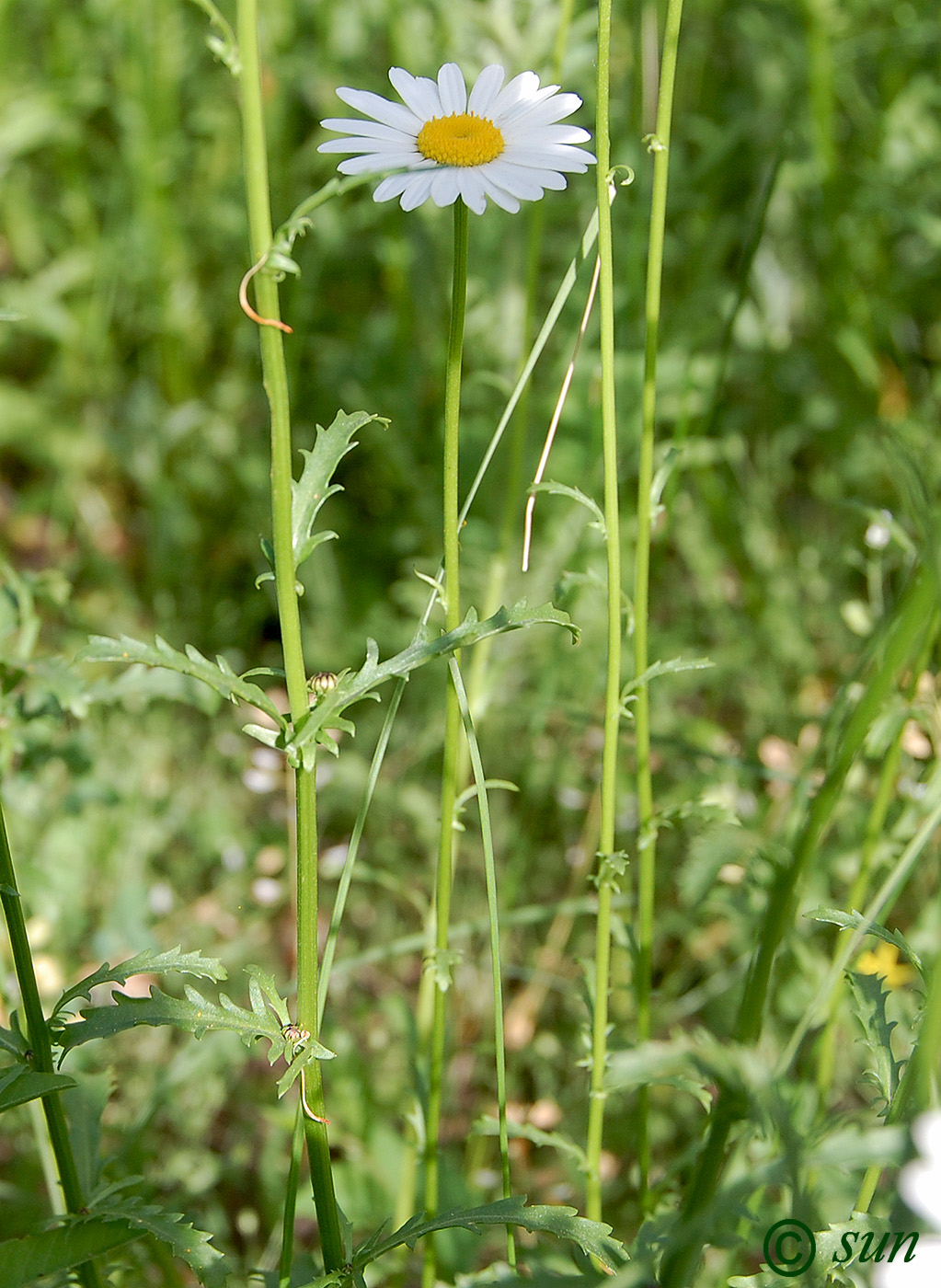 Image of Leucanthemum vulgare specimen.