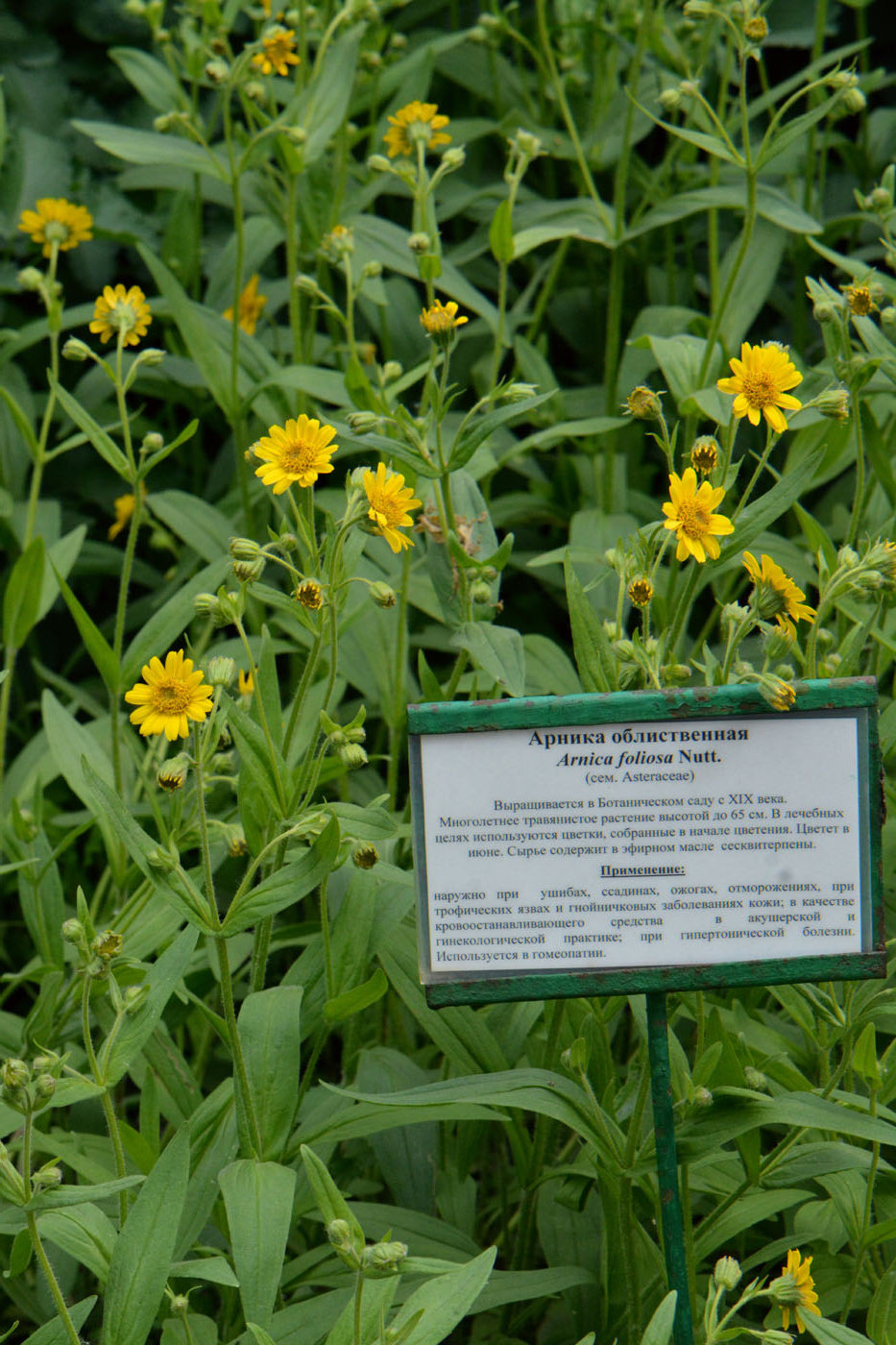 Image of Arnica chamissonis specimen.