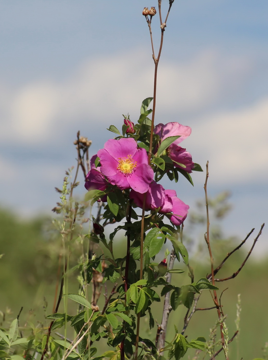 Изображение особи Rosa amblyotis.