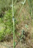 Medicago caerulea subspecies semicoerulea. Часть веточки. Дагестан, Дербентский р-н, 4 км к западу от с. Музаим, долина р. Камышчай, пойма, луговое сообщество. 9 июня 2019 г.