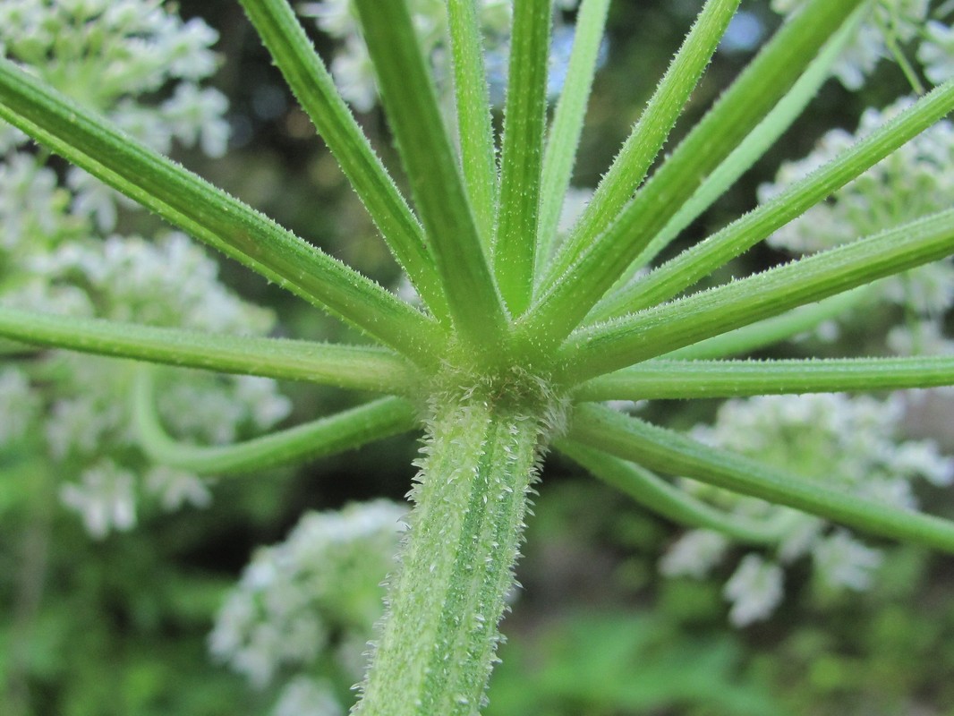 Изображение особи Heracleum asperum.