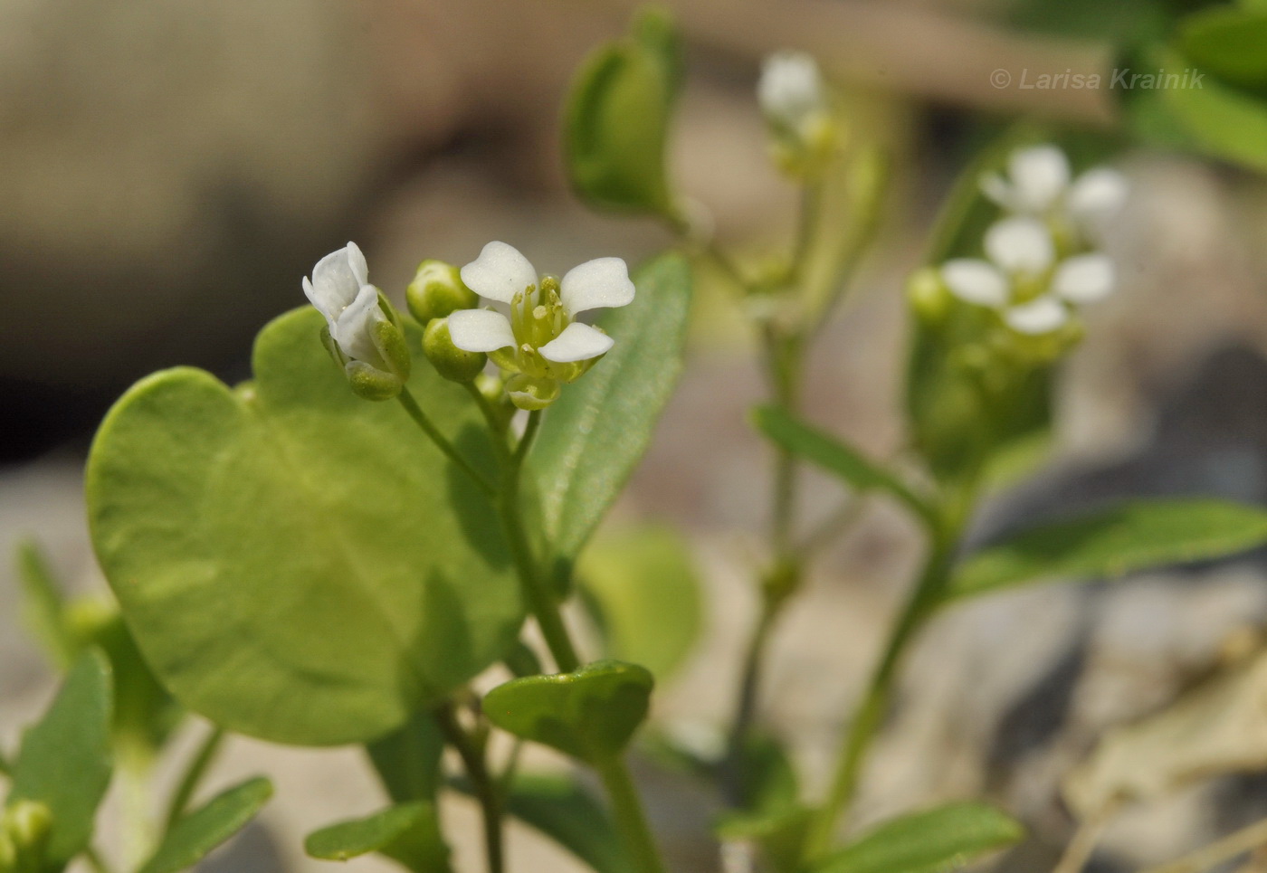 Image of Thlaspi arvense specimen.