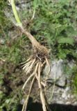 Allium ramosum
