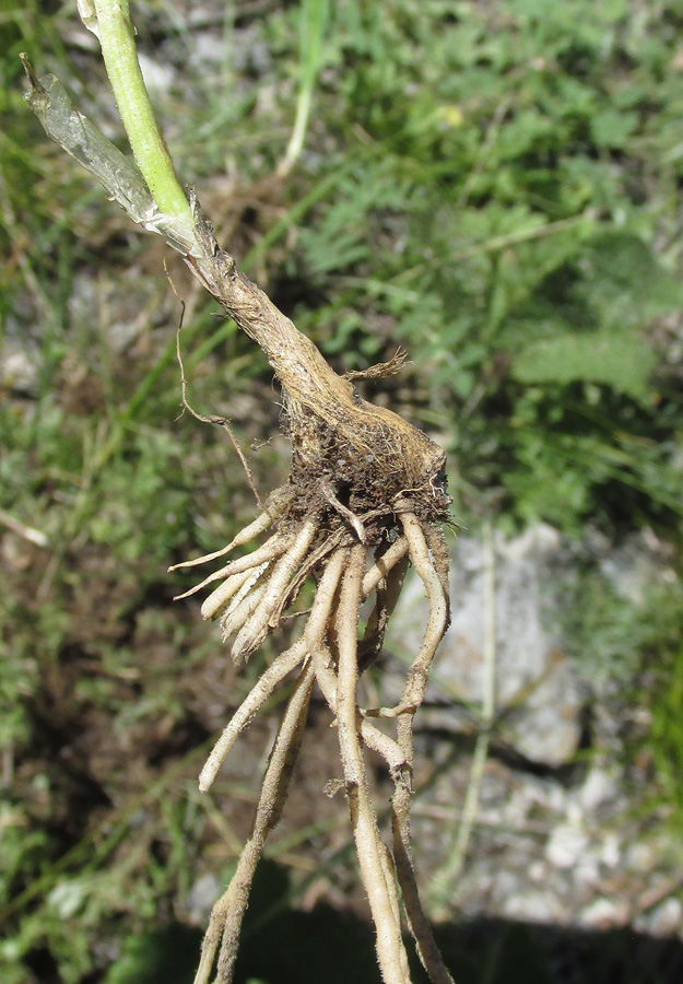 Image of Allium ramosum specimen.