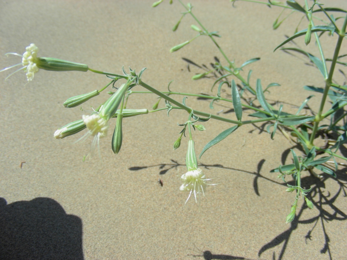 Image of Silene odoratissima specimen.
