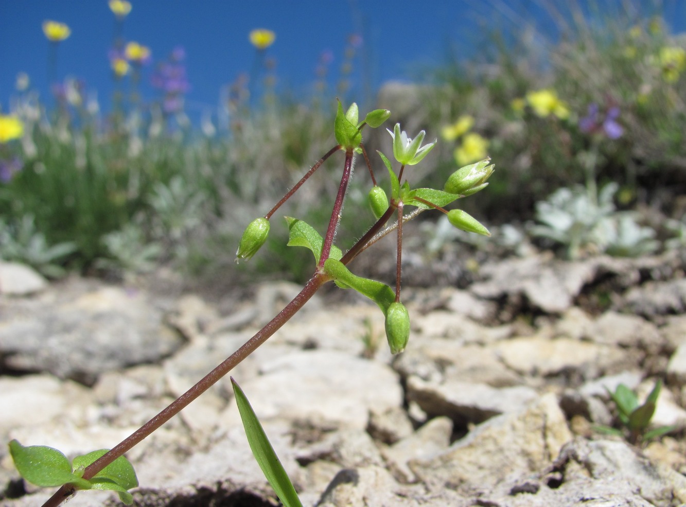 Image of Stellaria media specimen.