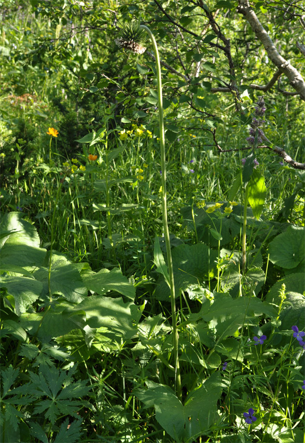 Изображение особи Saussurea frolowii.