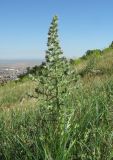 Echium biebersteinii. Цветущее растение. Дагестан, Кумторкалинский р-н, хр. Нарат-Тюбе, нагорная степь. 02.06.2019.