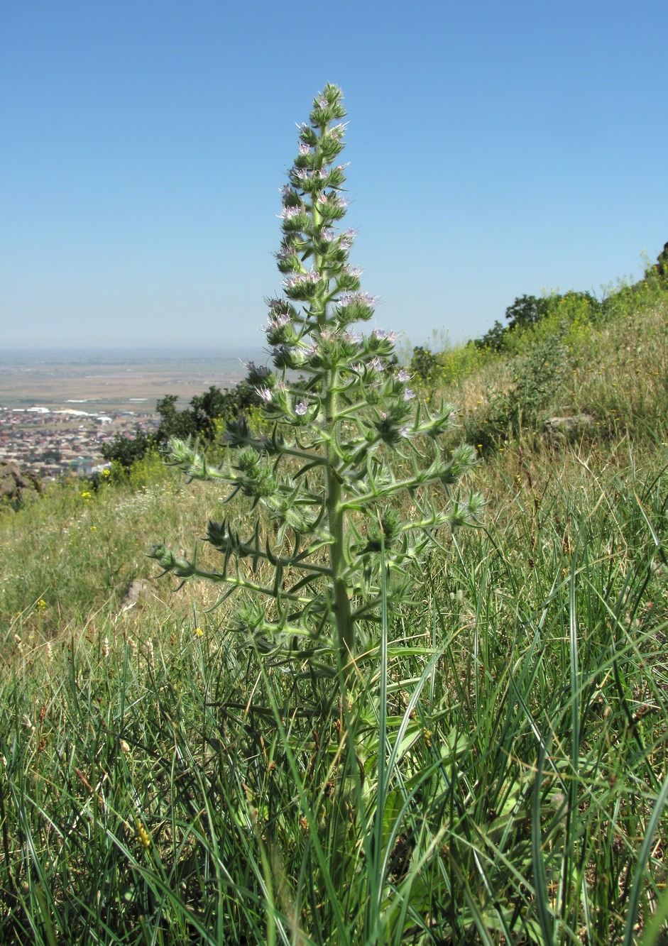 Image of Echium biebersteinii specimen.