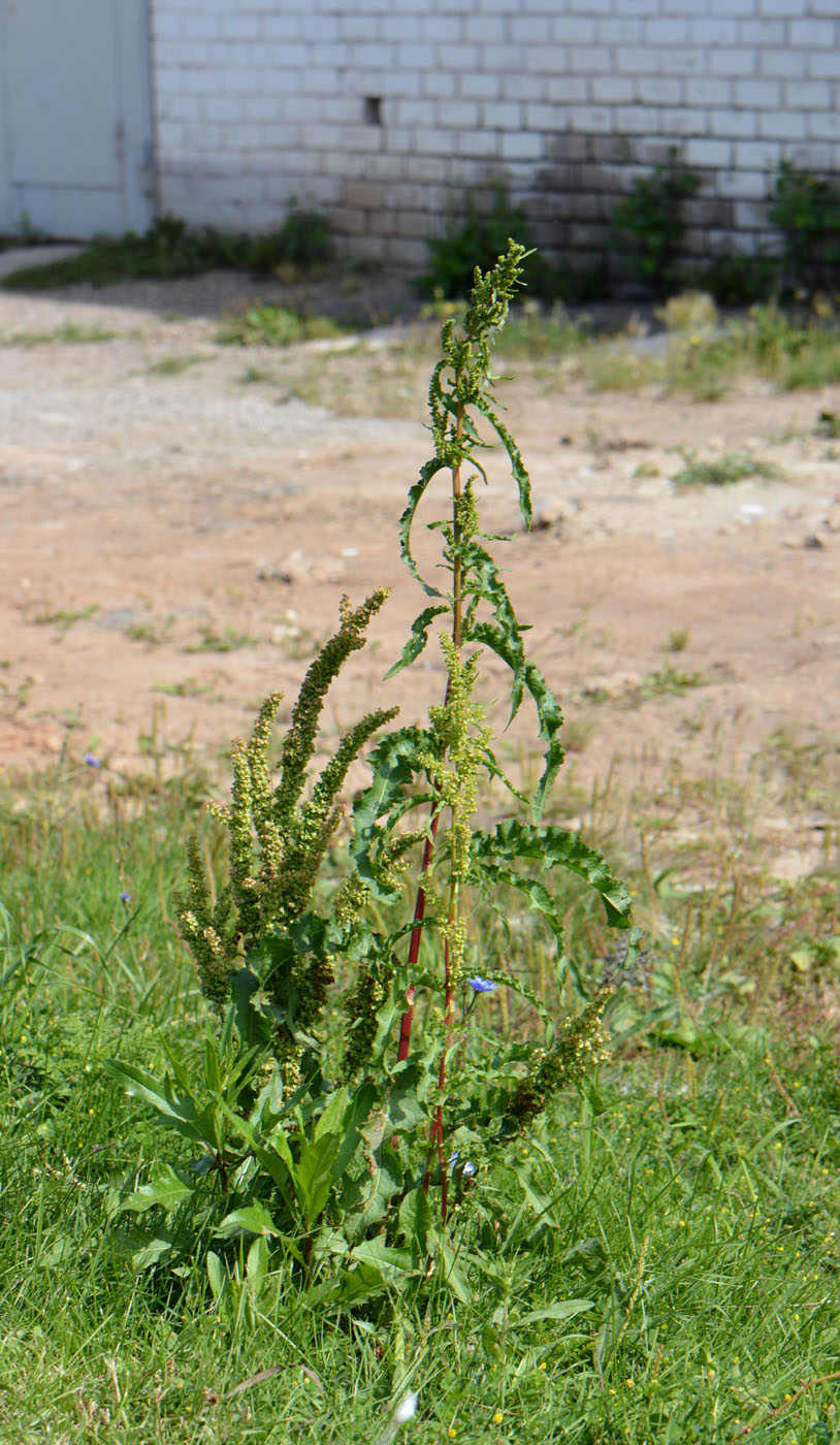 Image of Rumex crispus specimen.