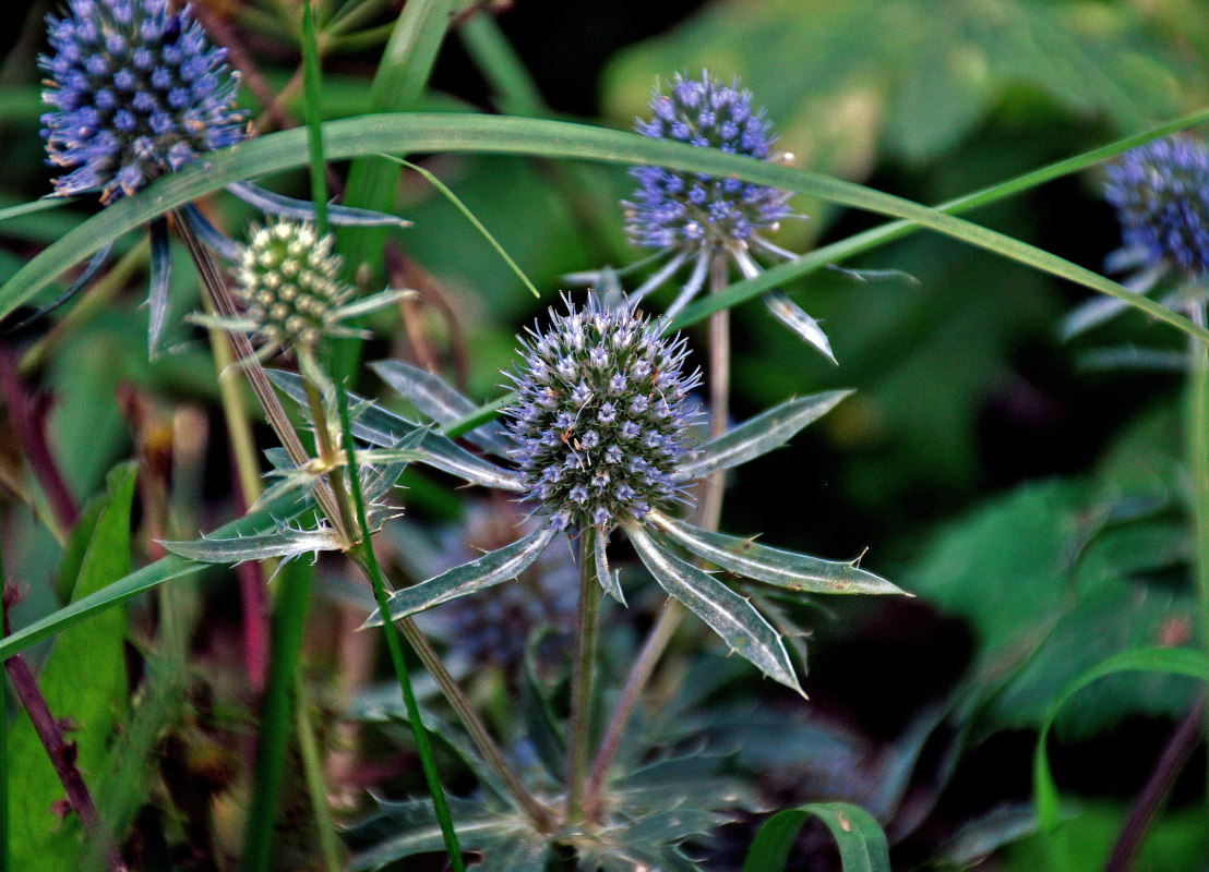 Изображение особи Eryngium planum.