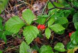 Rubus saxatilis. Плодоносящее растение. Челябинская обл., Верхнеуфалейский гор. округ, гора Аракуль, ≈ 500 м н.у.м., смешанный лес. 02.08.2019.