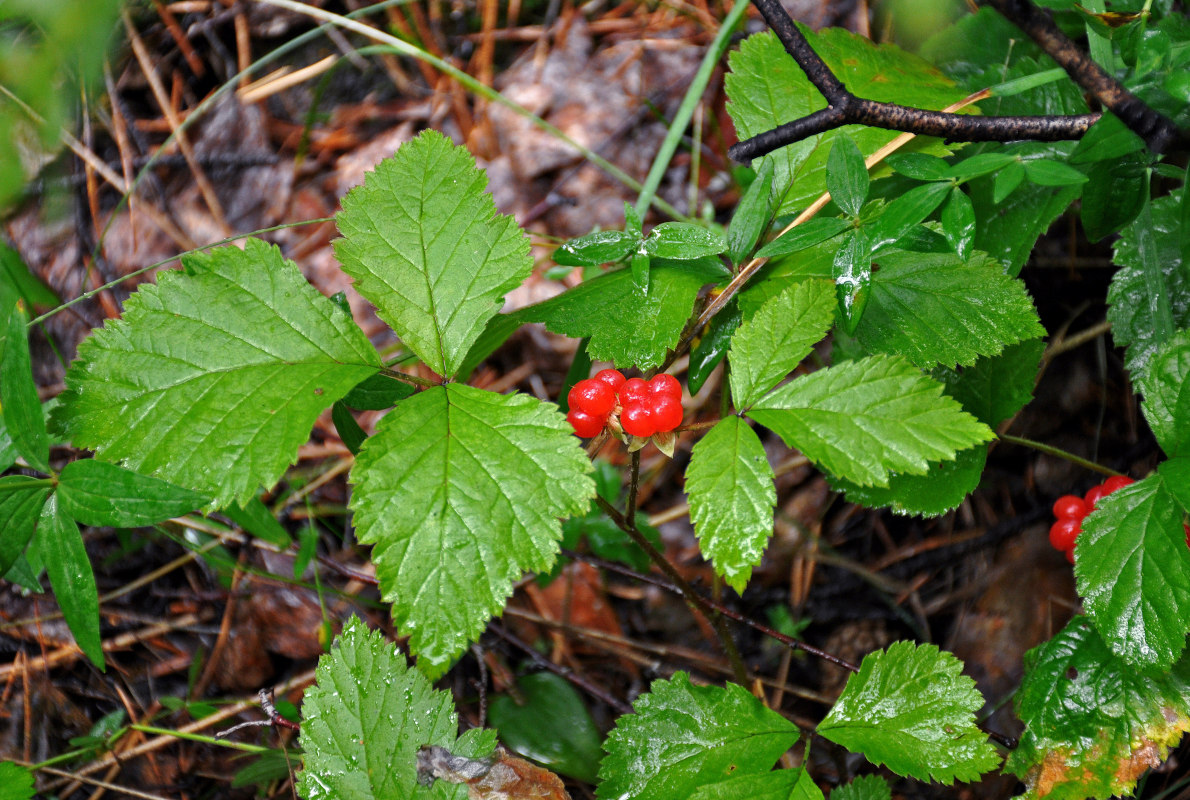 Изображение особи Rubus saxatilis.