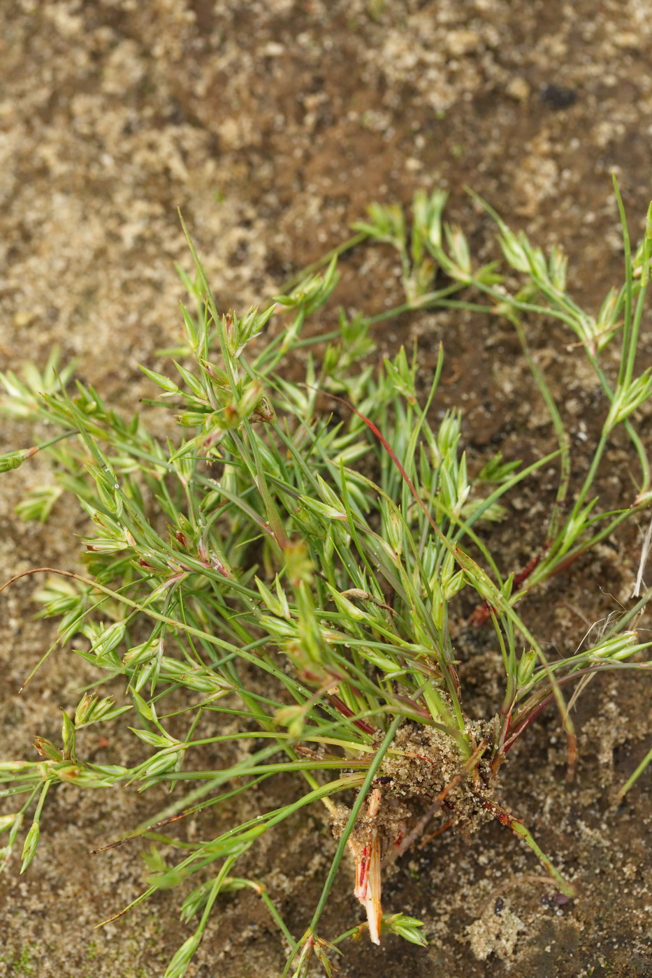 Image of Juncus bufonius specimen.