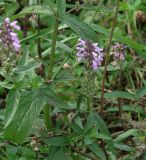 Stachys palustris. Части растения с соцветием. Иркутск, заброшенная территория рядом с Ботаническим садом. 01.09.2019.