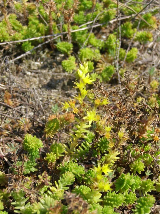 Image of Sedum sexangulare specimen.