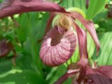 Cypripedium &times; ventricosum