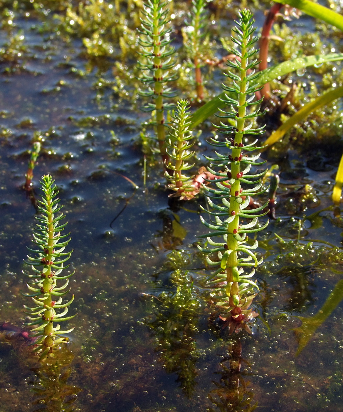 Изображение особи Hippuris vulgaris.