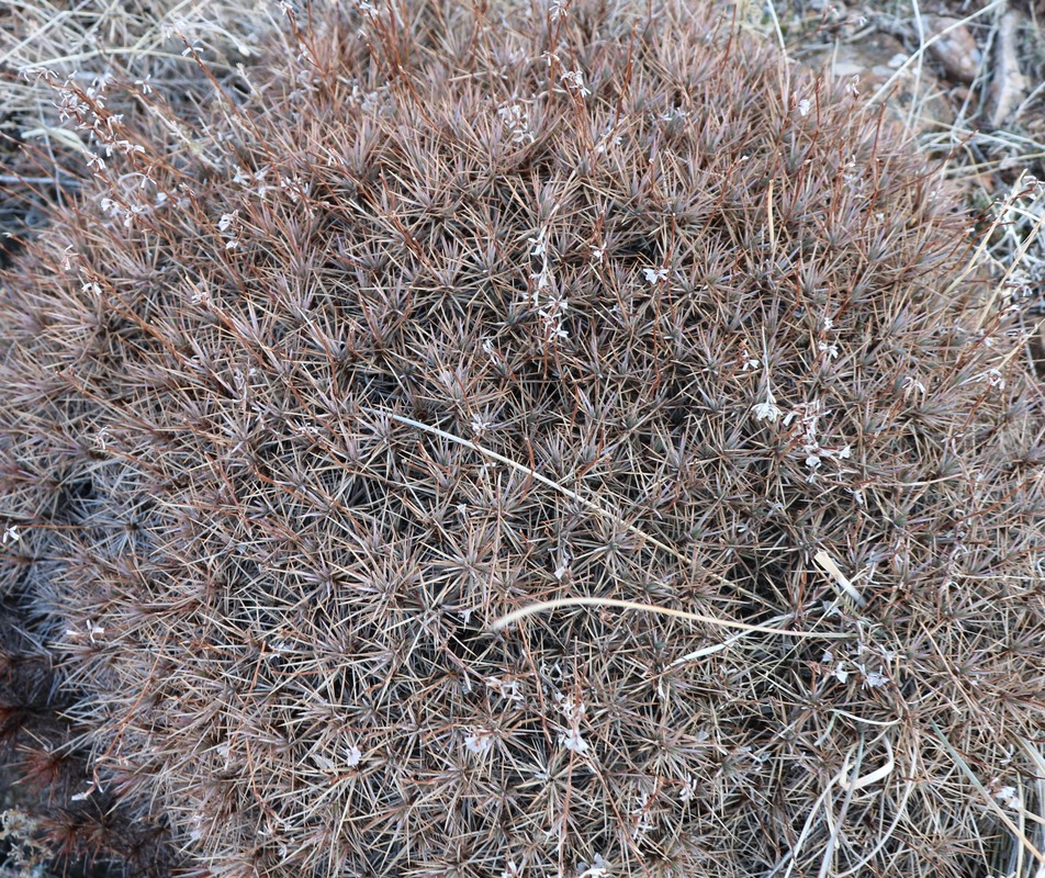 Image of genus Acantholimon specimen.