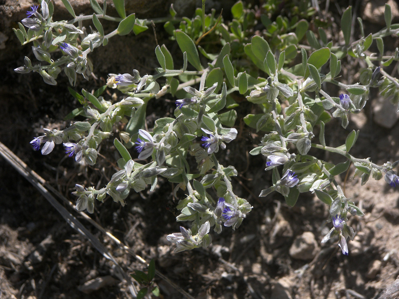 Изображение особи Polygala hohenackeriana.