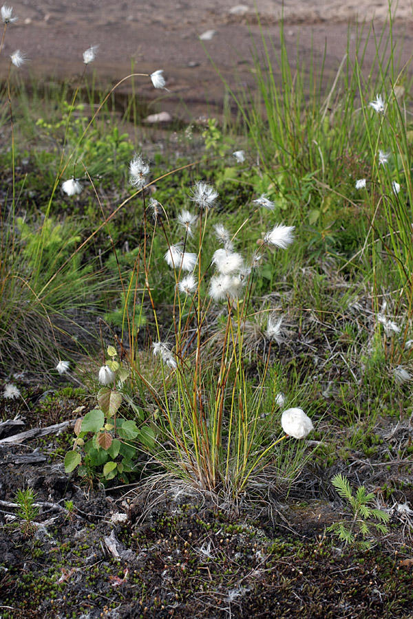 Изображение особи Eriophorum vaginatum.