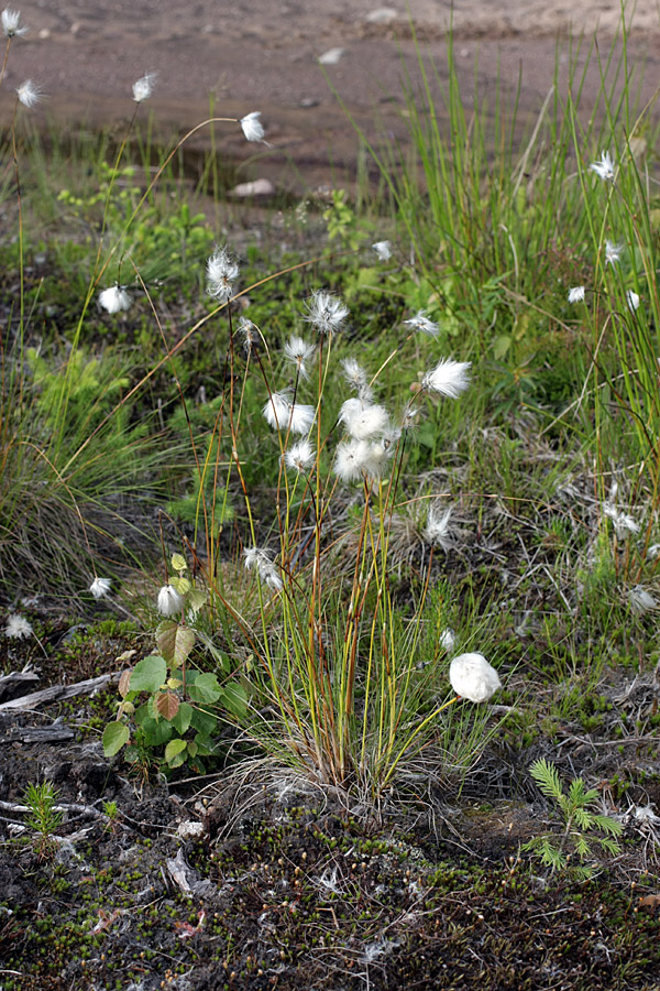 Image of Eriophorum vaginatum specimen.