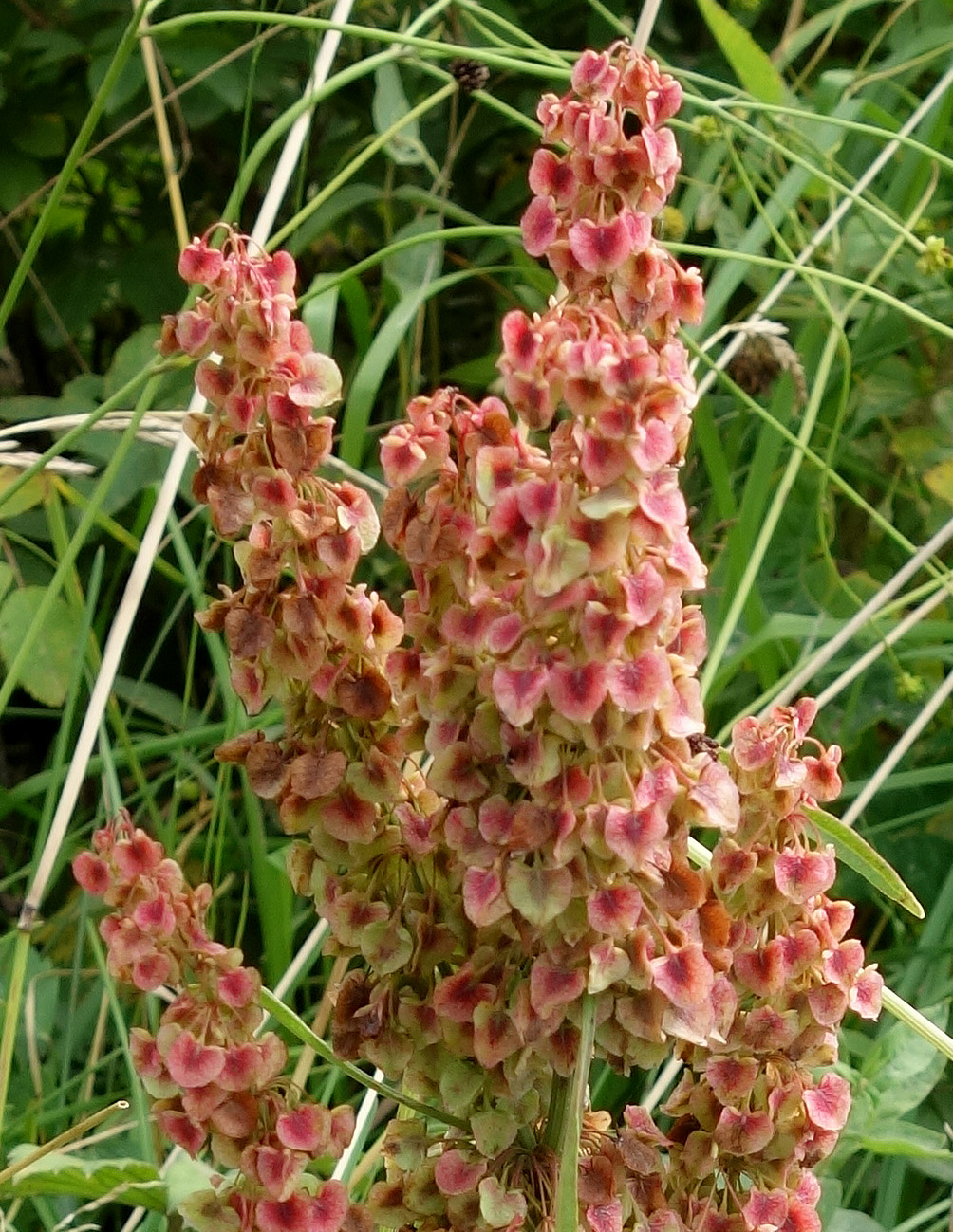 Image of genus Rumex specimen.