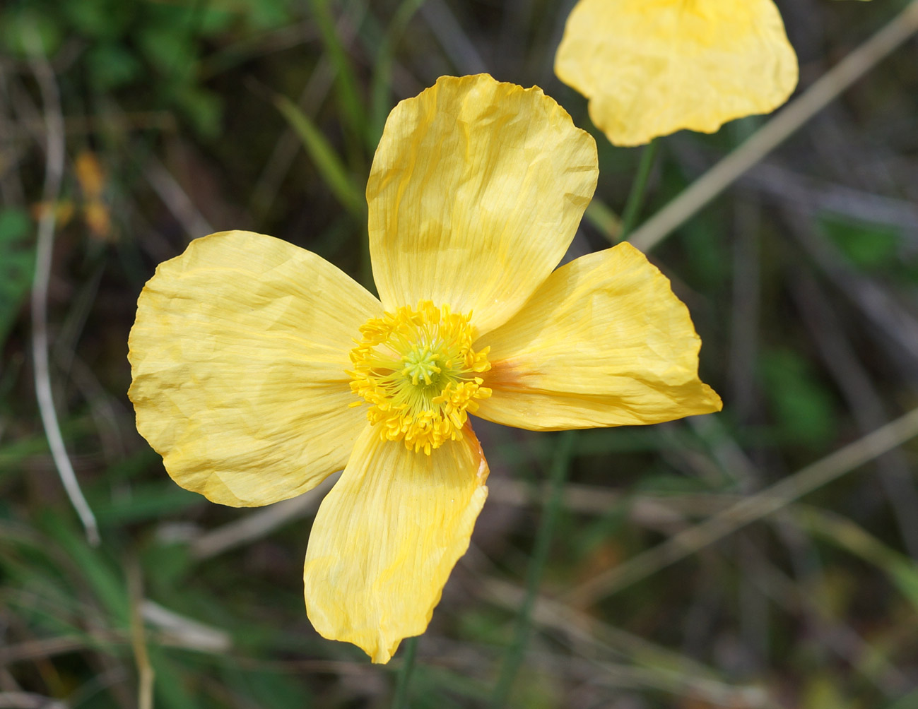 Image of Papaver croceum specimen.