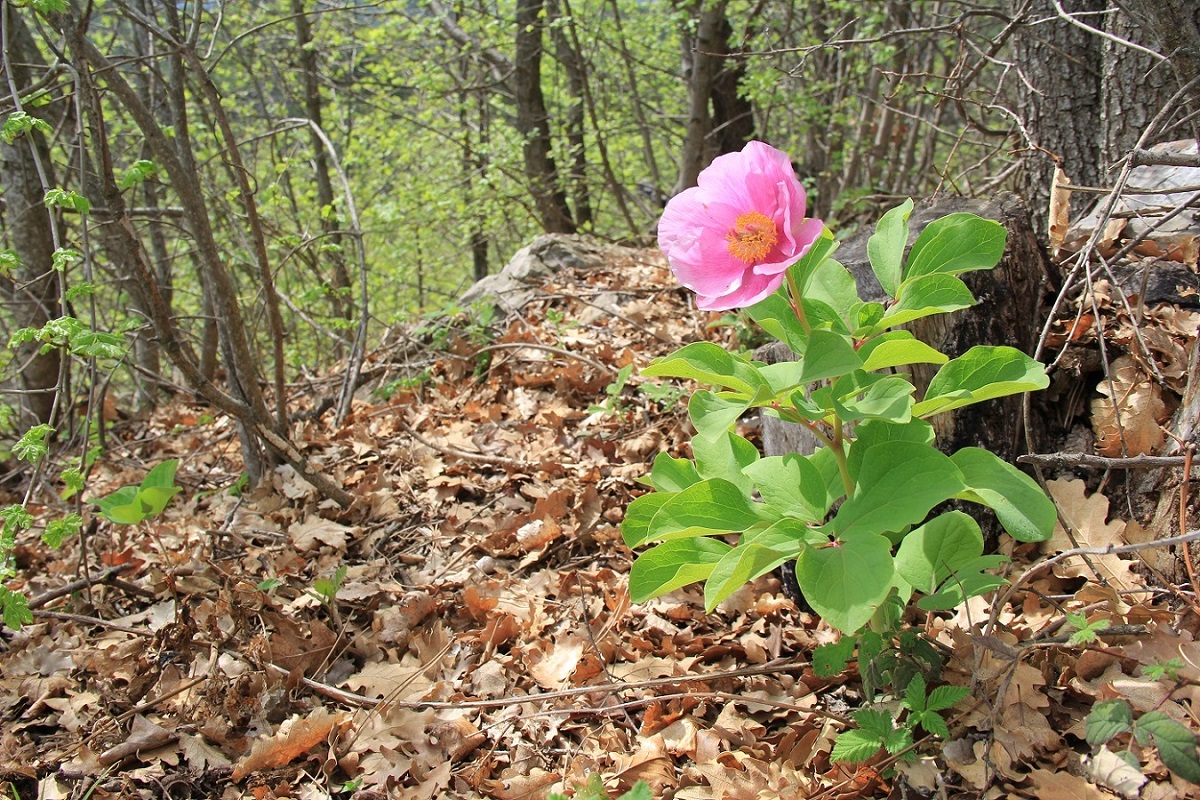 Image of Paeonia daurica specimen.