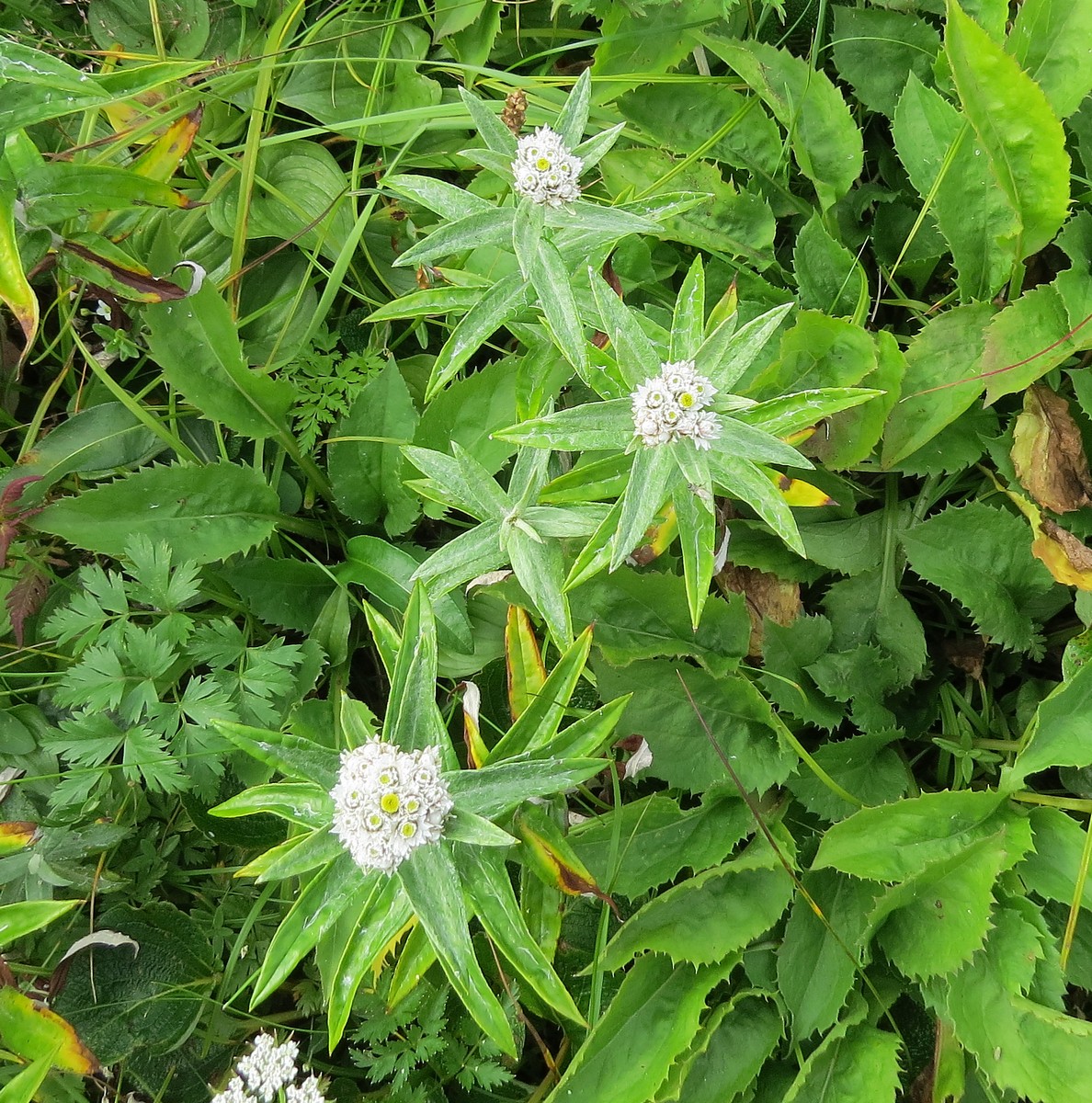 Изображение особи Anaphalis margaritacea.