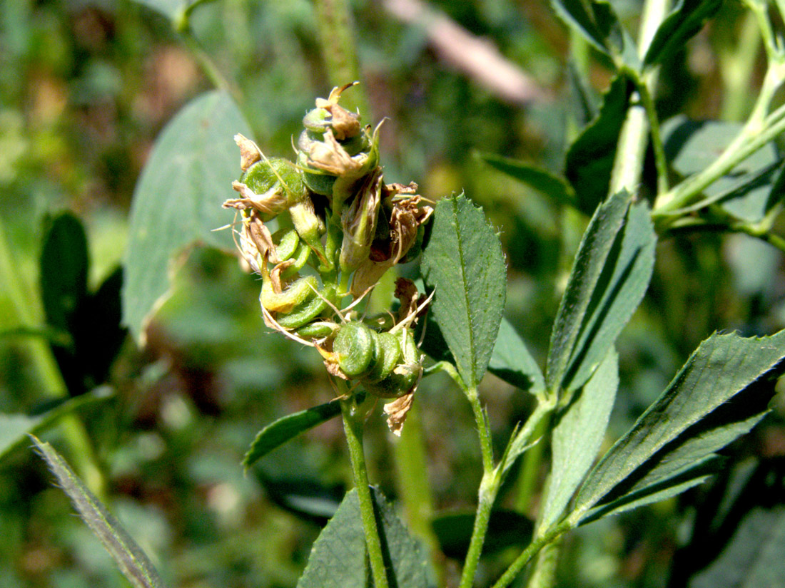 Изображение особи Medicago sativa.