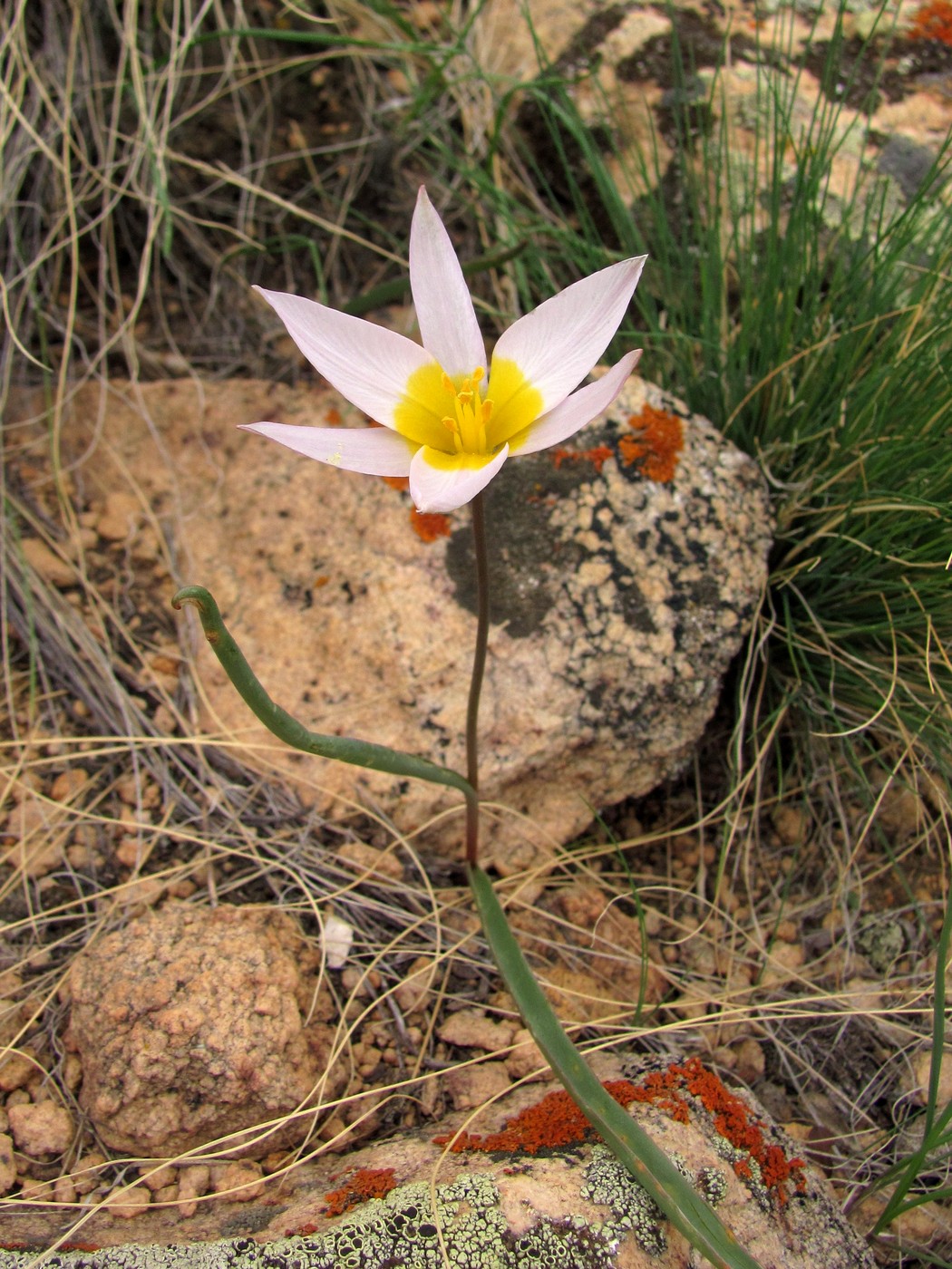 Image of Tulipa patens specimen.