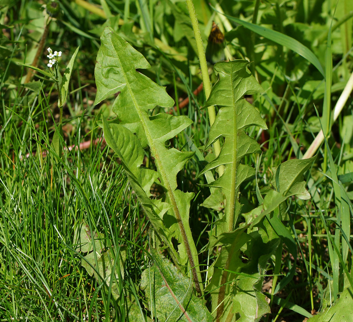 Изображение особи Taraxacum officinale.