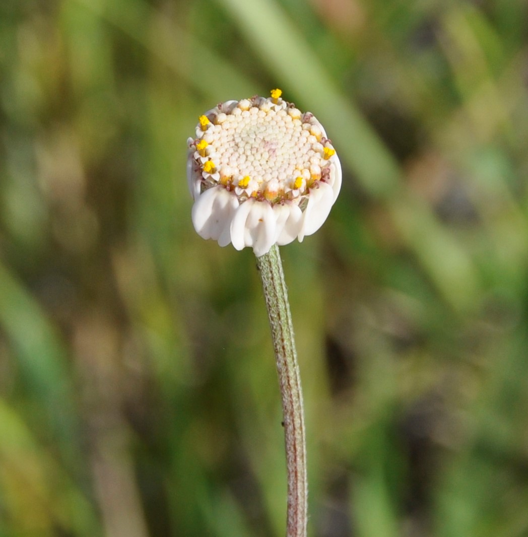 Изображение особи Anthemis tricolor.